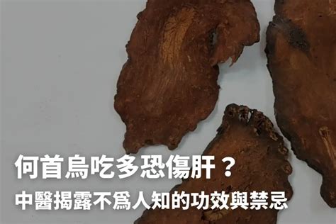 何首烏藥膳功效|醫砭 » 常用中藥 » 何首烏